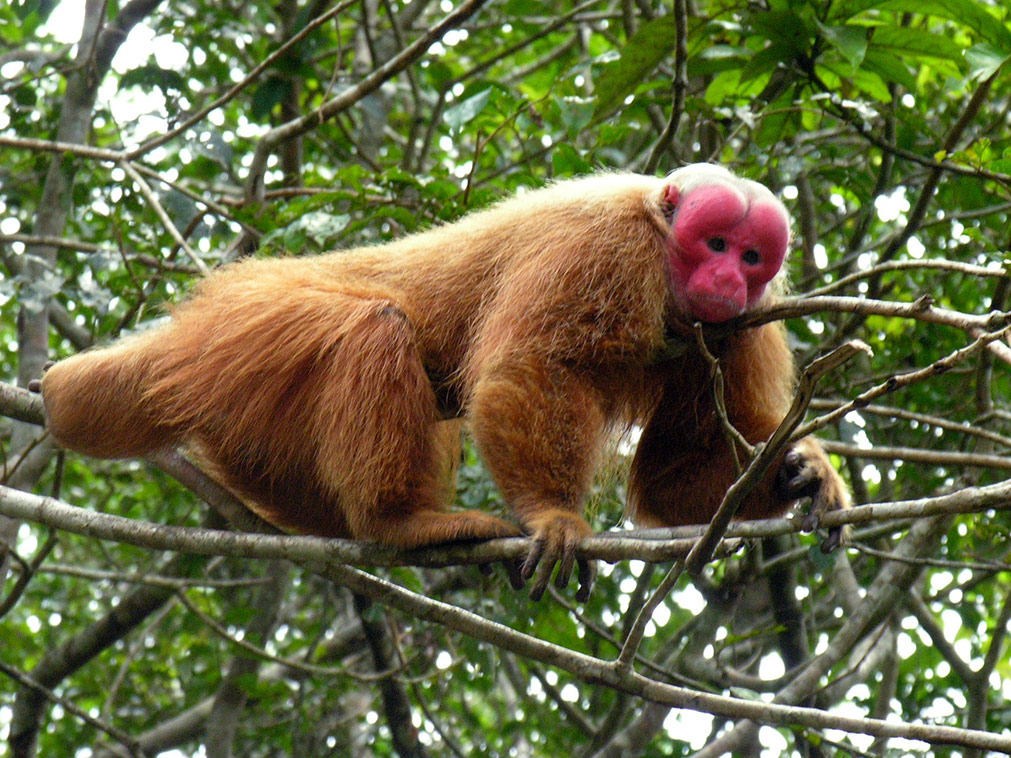 croisiere_rivages_amazonie_bresil_perou_colombie