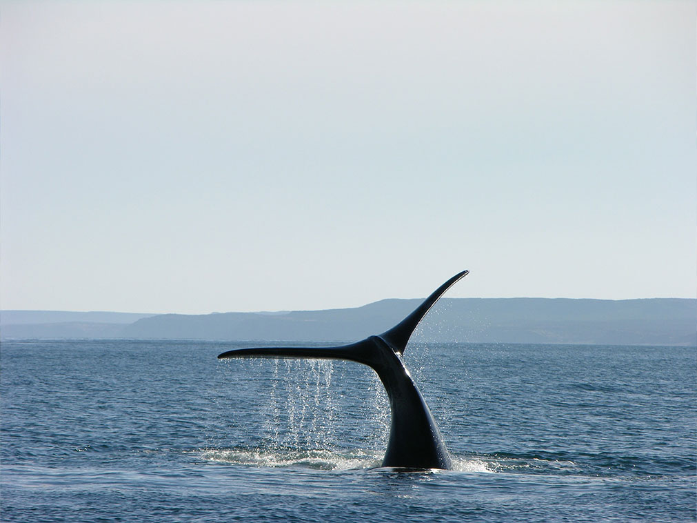 baleine_le_long_des_cotes_de_patragonie