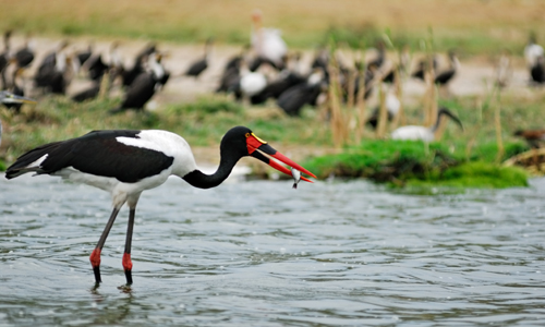 voyage_ouganda_rwanda_oiseaux_reserves