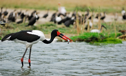 voyage_ouganda_rwanda_oiseaux_reserves