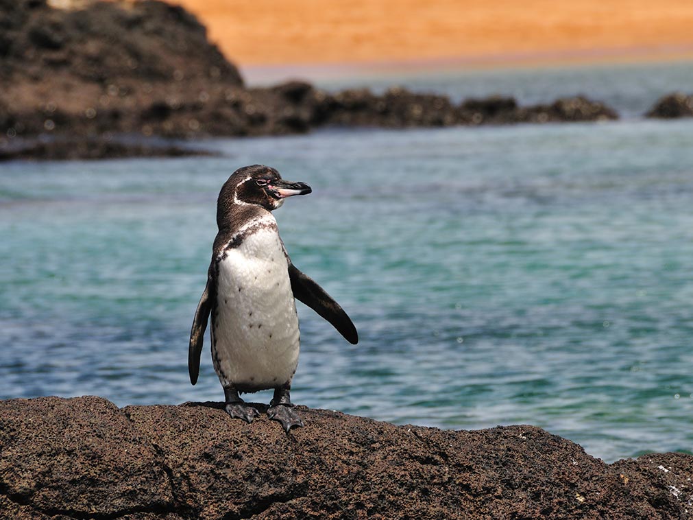 croisiere_galapagos_ampltudes_la_croisiere