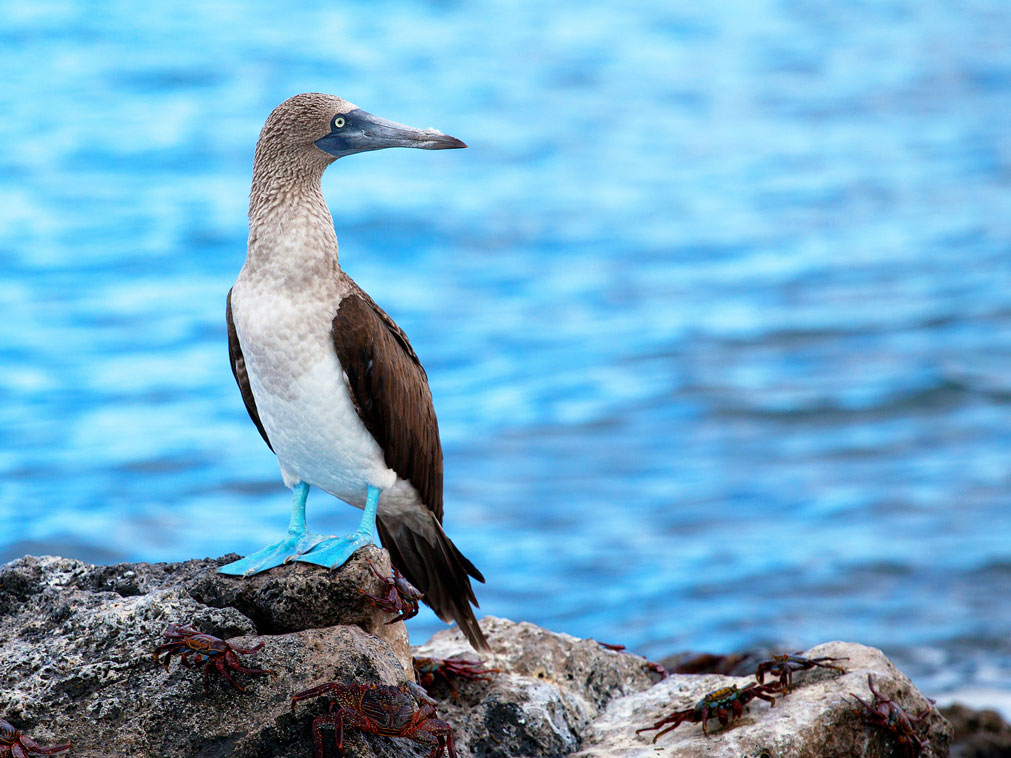 croisiere_galapagos_ampltudes_la_croisiere