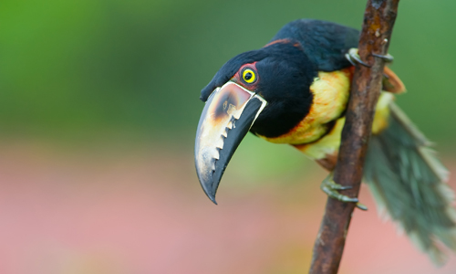 decouverte_de_la_biodiversite_a_panama_toucan