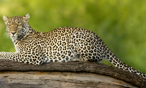 voyage_tanzanie_safari_4x4_parc_national_serengeti