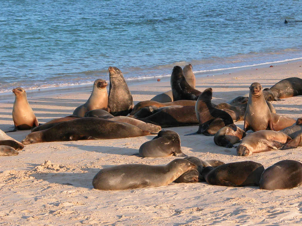 croisiere_galapagos_ampltudes_la_croisiere