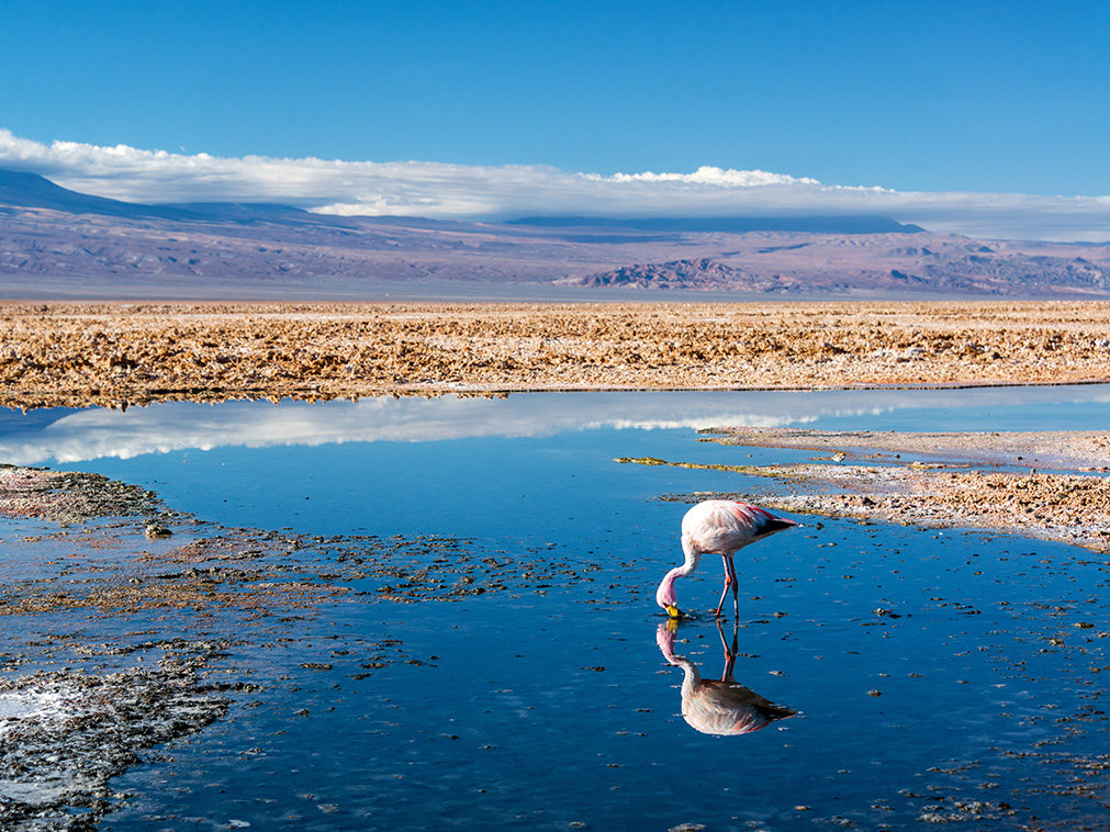 sejour_chili_coeur_des_andes_flamand_rose_chaxa