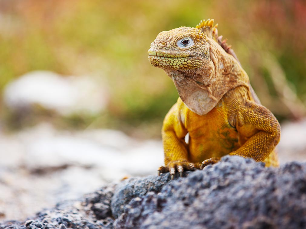 croisiere_galapagos_ampltudes_la_croisiere