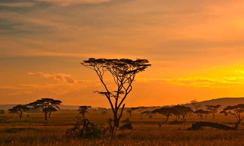 voyage_tanzanie_safari_4x4_parc_national_serengeti