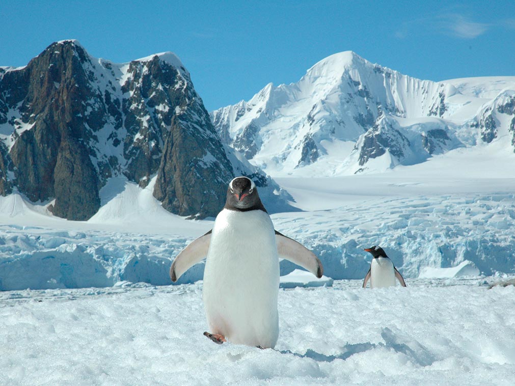 amplitudes_croisiere_antarctique_quark_pingouin