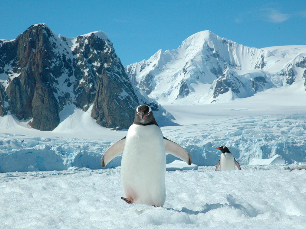 amplitudes_croisiere_antarctique_quark_pingouin