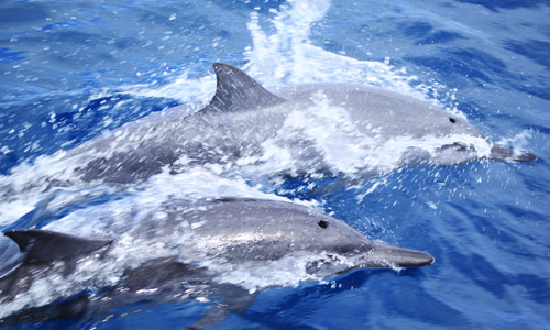 partir_en_polynesie_nager_avec_les_dauphins