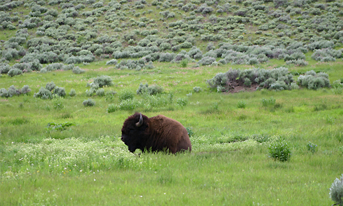 partir_aux_usa_visiter_yellowstone_bisons_ours