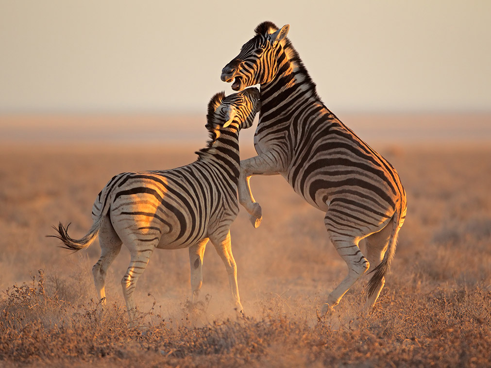 voyage_namibie_etosha_parc_national_amplitudes