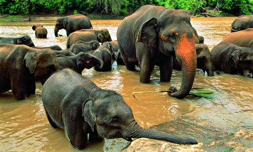 voyage_sri_lanka_maldives_en_famille_elephants