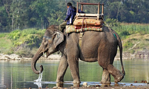 promenade_dos_d_elephant_nepal_parc_chitwan
