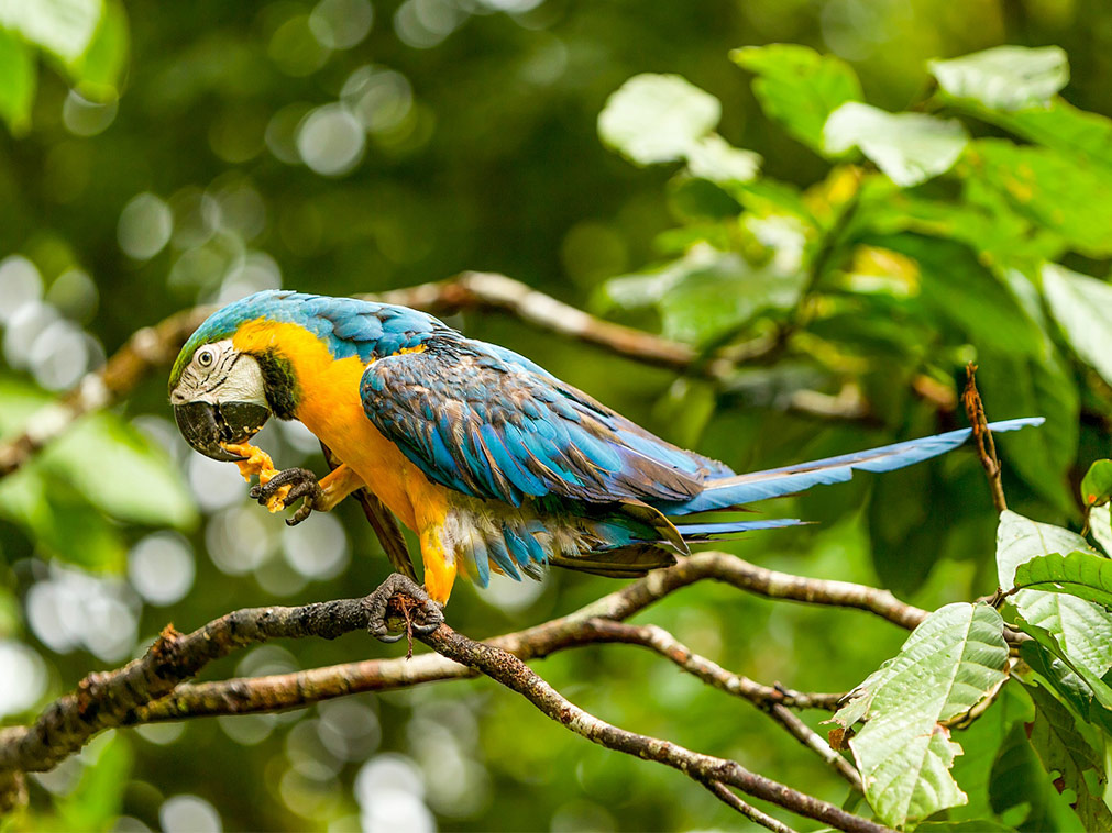 croisiere_rivages_amazonie_bresil_perou_colombie