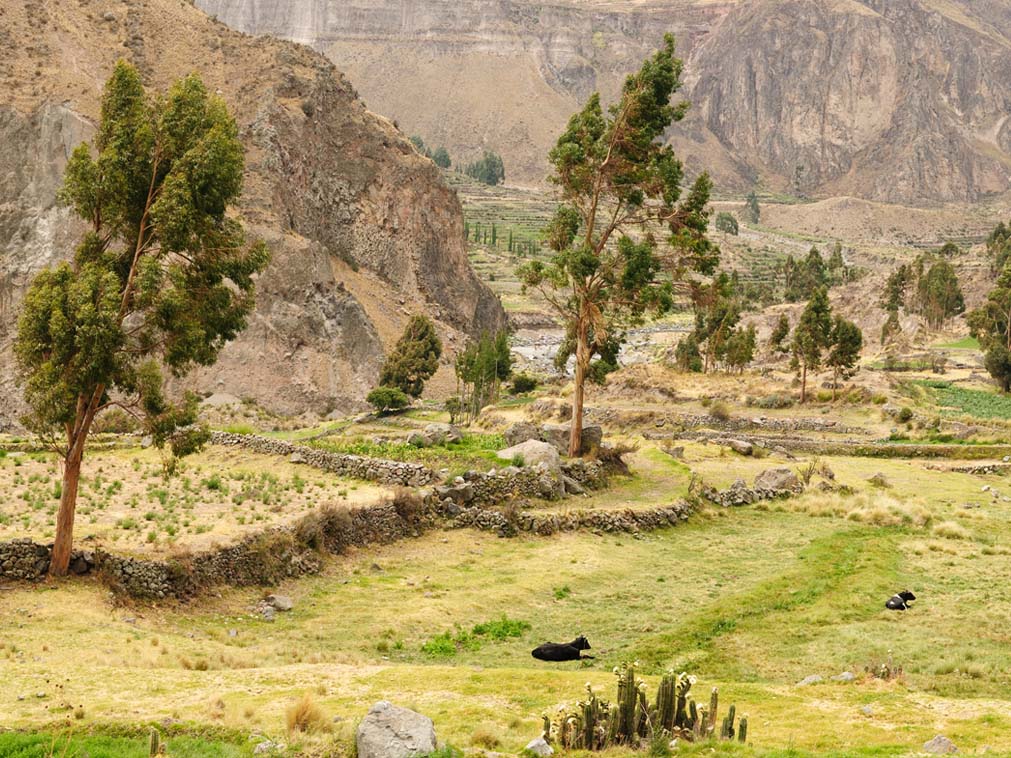 voyage_sur_mesure_perou_canyon_colca