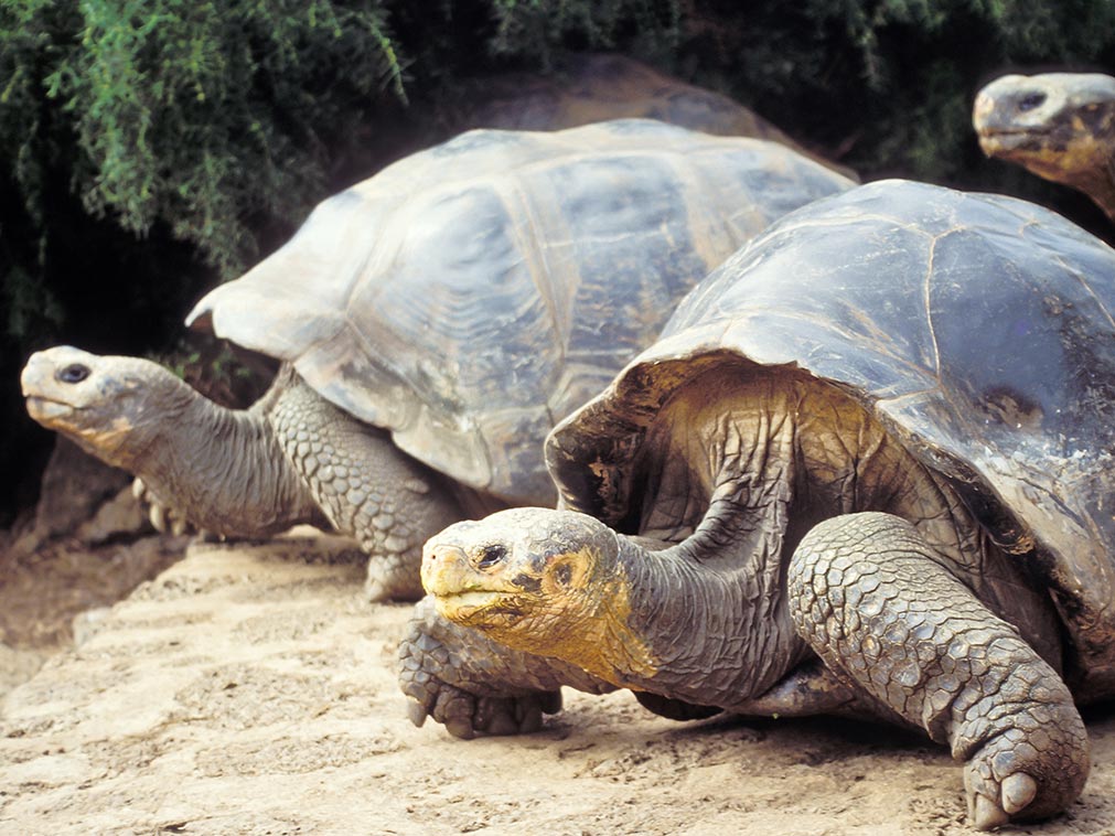 croisiere_galapagos_ampltudes_la_croisiere