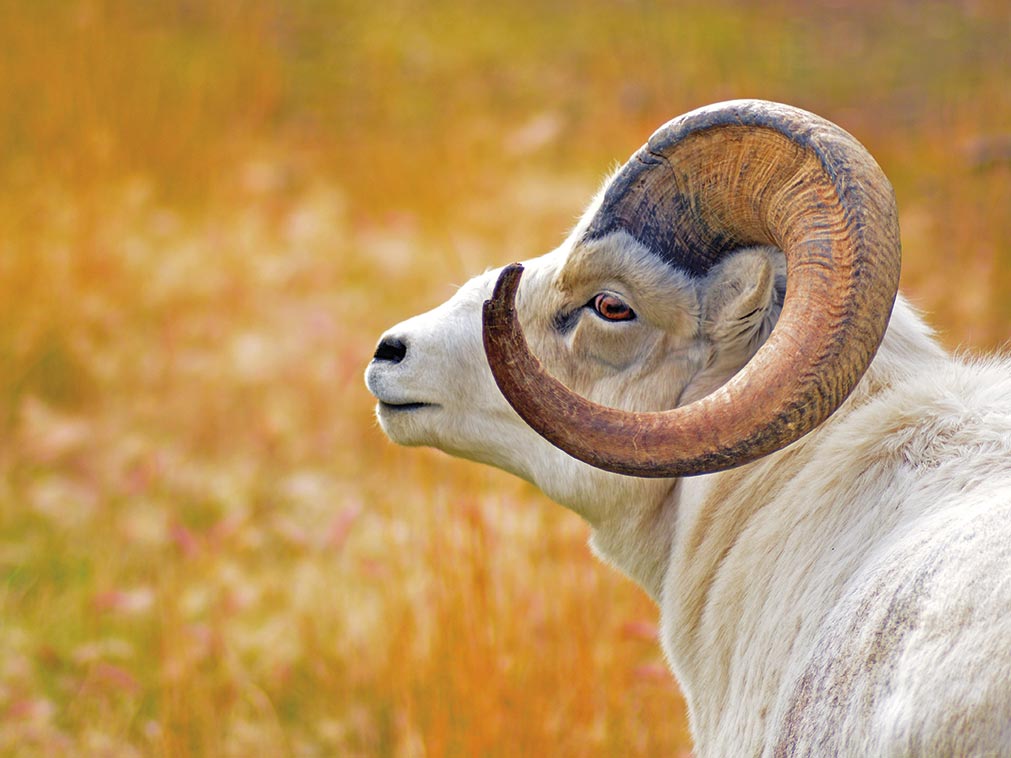 amplitudes_sejour_circuit_alaska_mouflon