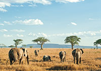 voyage_afrique_tanzanie_safari_individuel_privatif
