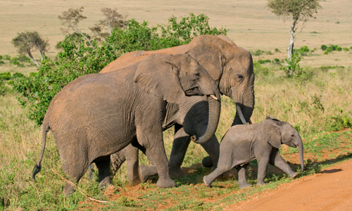 decourvrir_tanzanie_lac_eyasi_lac_manyara_elephant