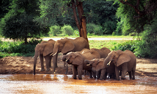 voyage_kenya_safari_photo