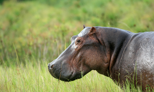 voyage_ouganda_rwanda_hippopotames_reserves