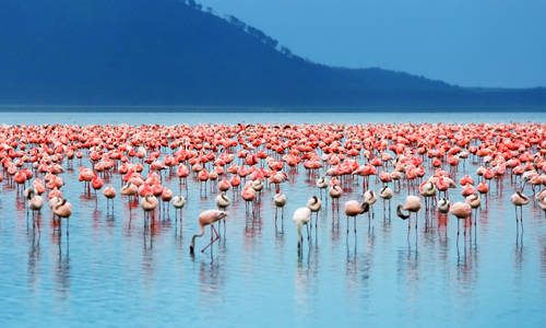 voyage_kenya_safari_4x4_amplitudes