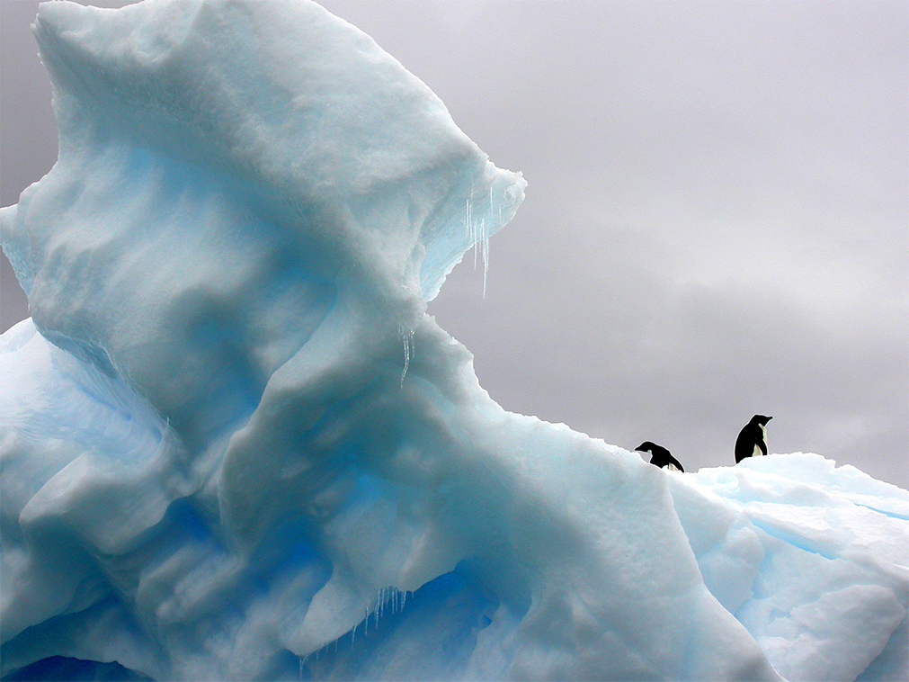 croisiere_ponant_pingouins