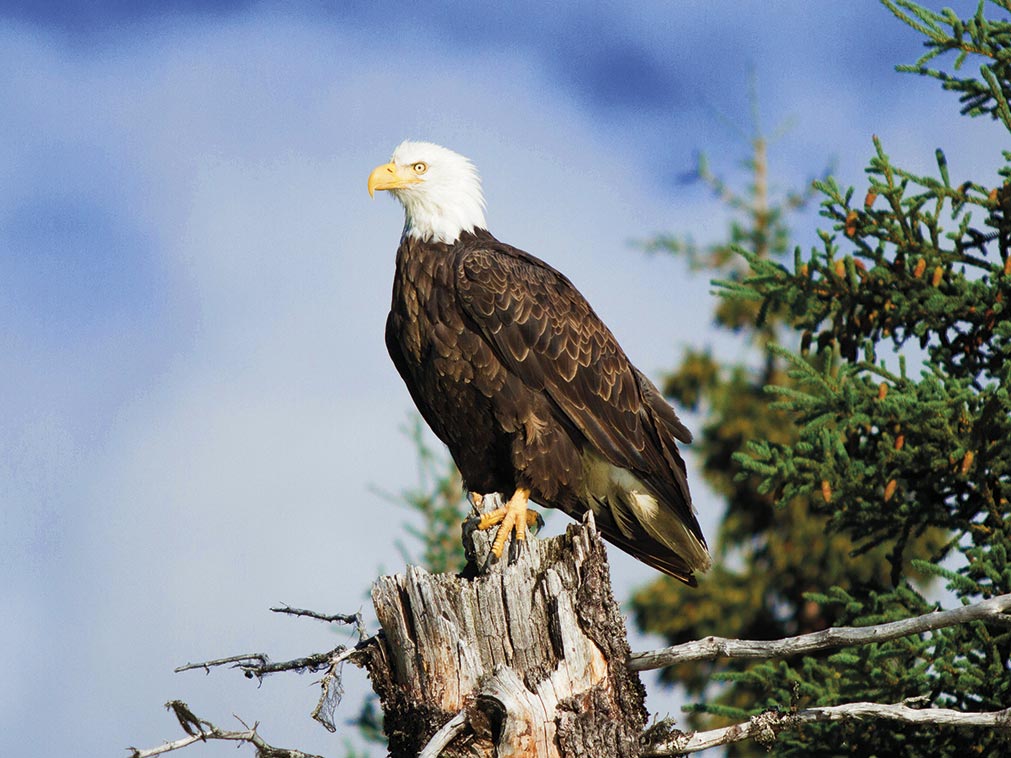 amplitudes_sejour_circuit_etats_unis_alaska_aigle