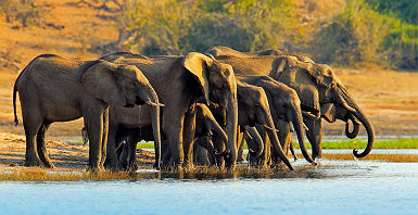 Botswana - Portrait d'un éléphant dans un lac au parc national Chobe