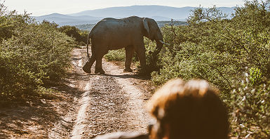Voir un éléphant en safari - Afrique du Sud