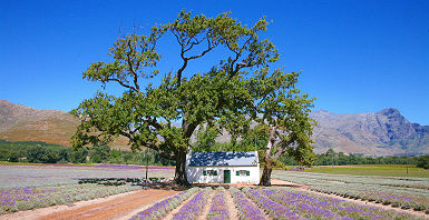 Afrique du Sud - Champs de lavande près des vignes de Stellenbosh