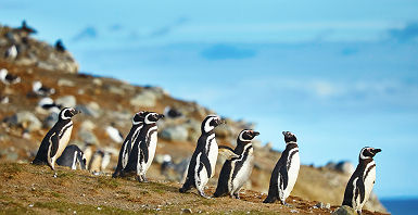 Pingouins de Magellan sur l'Ile Magdalena - Chili