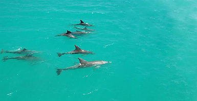 accroche-dolphin-coast