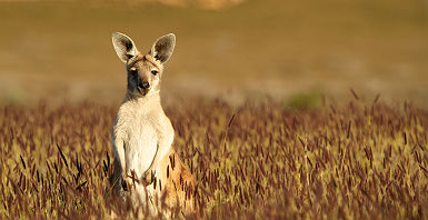 Australie - Portrait d'un kangourou sur la Kangaroo Island