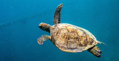 Australie - Portrait d'une tortue dans la grande barrière de corail, Queensland