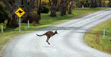 Kangourou en Australie