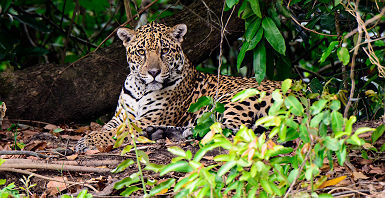 Brésil - Portrait d'un léopard dans la Pantanal