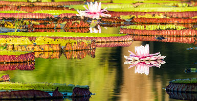 Brésil - Nénuphars géants (Victoria Regia) dans les eaux amazoniennes