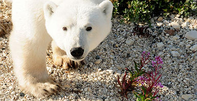 accroche-quete-de-ours-blanc