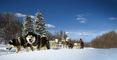 Chiens de Traineau (c) TOURISME QUÉBEC, Fabrice Jousselin