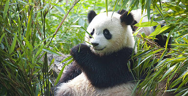 Panda Geant du Sichuan - Chine
