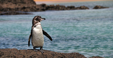 Galapagos - Portrait d'un pingouin sur un rocher