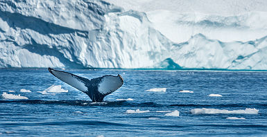 Baleine de la baie de Disko - Groenland
