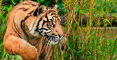 accroche-tigres-du-madhya-pradesh