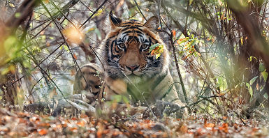Tigre dans le Madhya Pradesh