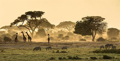 accroche-junior-safari-ranger