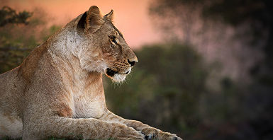 Lionne au Kenya
