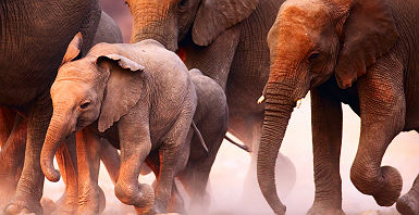 Afrique - Vie sauvage - Troupeau d'éléphants qui courent 